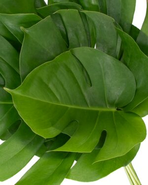 Foliage Monstera Flowers WA Perth