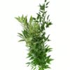 Foliage Ruscus Italian Flowers WA Perth