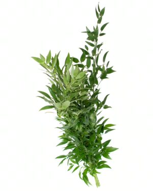 Foliage Ruscus Italian Flowers WA Perth