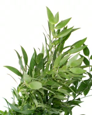 Foliage Ruscus Italian Flowers WA Perth