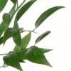 Foliage Ruscus Italian Flowers WA Perth