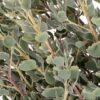 Foliage Templetonia Flowers WA Perth