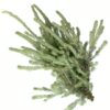 Foliage Woolly Bush Flowers WA Perth