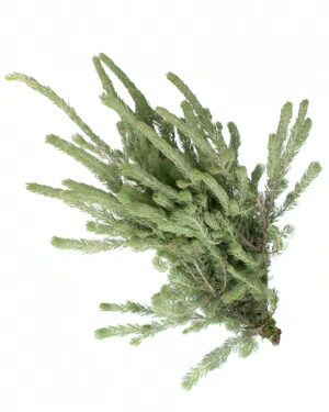 Foliage Woolly Bush Flowers WA Perth