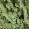 Foliage Woolly Bush Flowers WA Perth