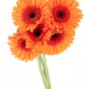 Gerbera Large Orange Flowers WA Perth