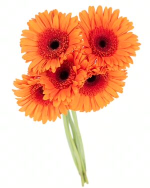 Gerbera Large Orange Flowers WA Perth