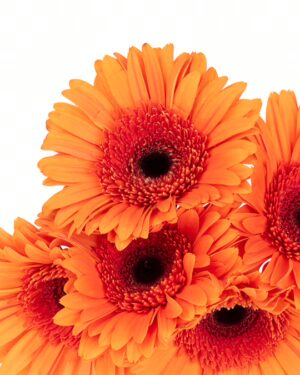 Gerbera Large Orange Flowers WA Perth