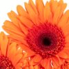 Gerbera Large Orange Flowers WA Perth