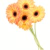 Gerbera Large Orange Yellow Flowers WA Perth