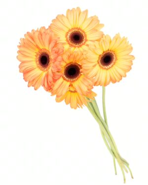 Gerbera Large Orange Yellow Flowers WA Perth