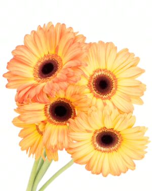 Gerbera Large Orange Yellow Flowers WA Perth