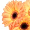 Gerbera Large Orange Yellow Flowers WA Perth