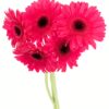 Gerbera Large Pink Hot Flowers WA Perth