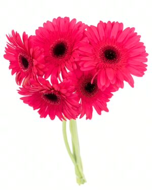 Gerbera Large Pink Hot Flowers WA Perth