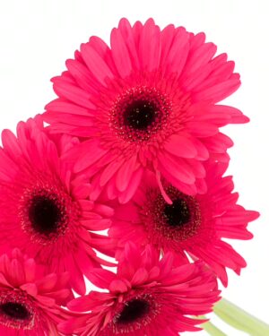 Gerbera Large Pink Hot Flowers WA Perth