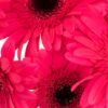 Gerbera Large Pink Hot Flowers WA Perth