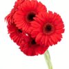 Gerbera Large Red Flowers WA Perth