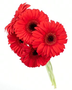 Gerbera Large Red Flowers WA Perth