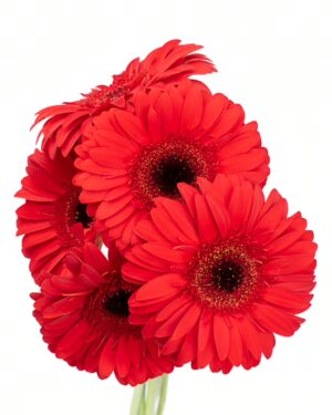 Gerbera Large Red Flowers WA Perth