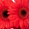 Gerbera Large Red Flowers WA Perth