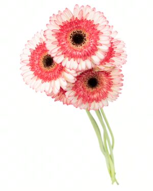 Gerbera Large White Coral Flowers WA Perth