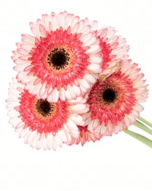 Gerbera Large White Coral Flowers WA Perth