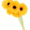 Gerbera Large Yellow Flowers WA Perth