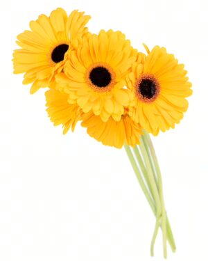 Gerbera Large Yellow Flowers WA Perth