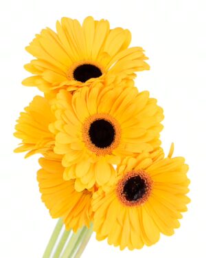 Gerbera Large Yellow Flowers WA Perth
