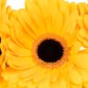 Gerbera Large Yellow Flowers WA Perth