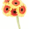 Gerbera Large Yellow Orange Flowers WA Perth
