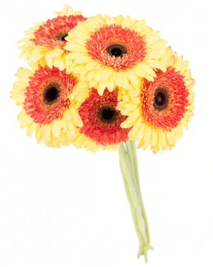 Gerbera Large Yellow Orange Flowers WA Perth