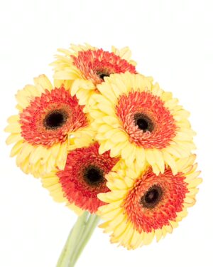 Gerbera Large Yellow Orange Flowers WA Perth