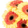 Gerbera Large Yellow Orange Flowers WA Perth