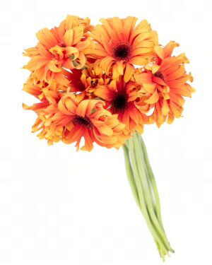 Gerbera Mini Pasta Orange Flowers WA Perth
