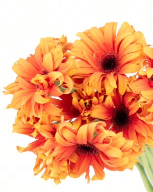 Gerbera Mini Pasta Orange Flowers WA Perth