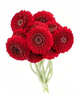 Gerbera Mini Red Flowers WA Perth