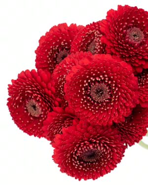 Gerbera Mini Red Flowers WA Perth