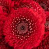 Gerbera Mini Red Flowers WA Perth