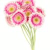 Gerbera Mini White Pink Hot Flowers WA Perth