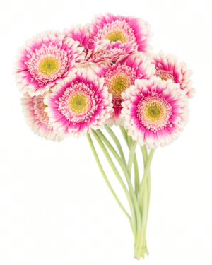 Gerbera Mini White Pink Hot Flowers WA Perth