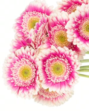 Gerbera Mini White Pink Hot Flowers WA Perth