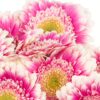 Gerbera Mini White Pink Hot Flowers WA Perth