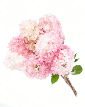 Hydrangea Paniculata Pink White Flowers WA Perth