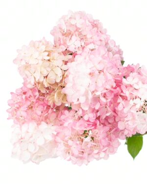 Hydrangea Paniculata Pink White Flowers WA Perth
