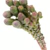 Leucadendron Procerum Flowers WA Perth