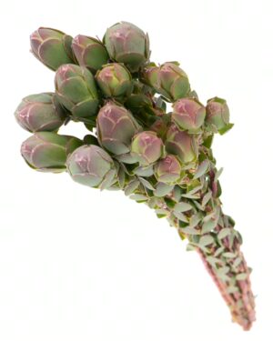 Leucadendron Procerum Flowers WA Perth