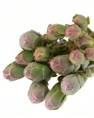 Leucadendron Procerum