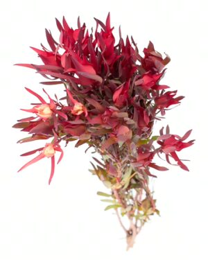 leucadendron red devil flowers wa perth 1